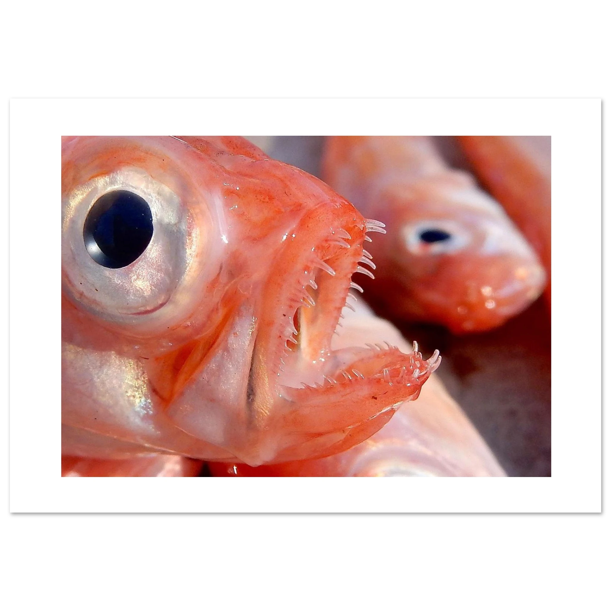 2026a1f6-49bb-4592-9562-920c8f72f48e