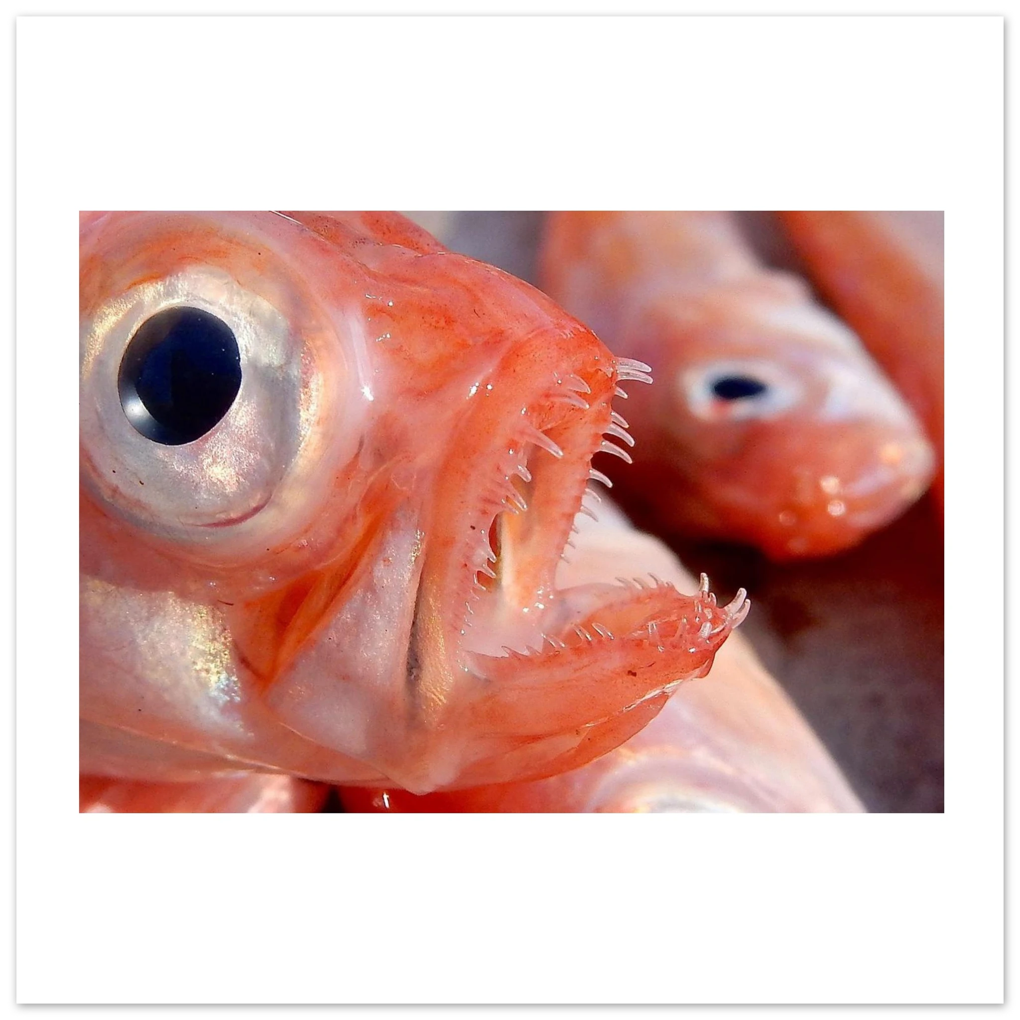 448433b4-16d6-4fe4-ab60-94fab973c93e