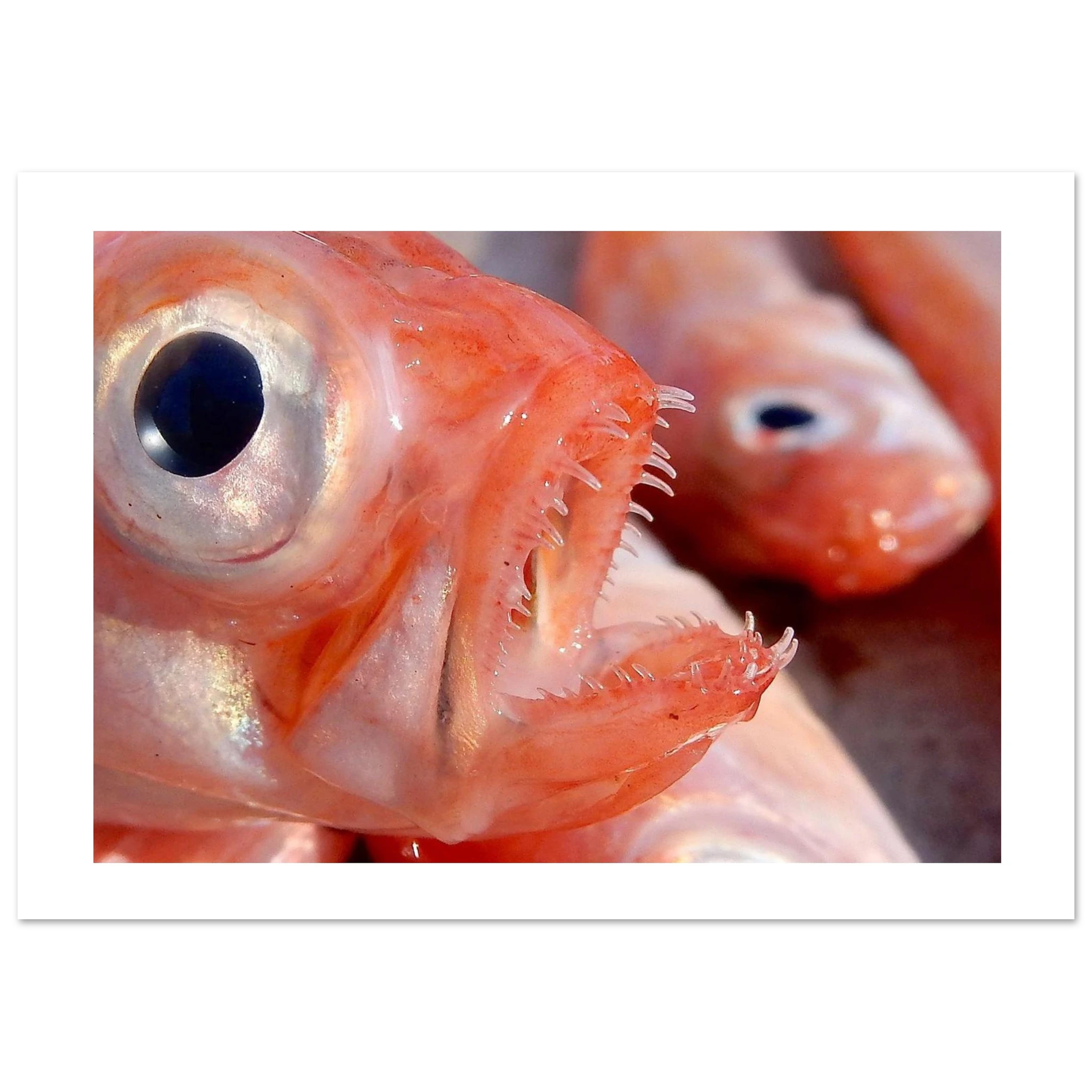 485d69f8-c0db-4226-a4bb-359b6e4ee058