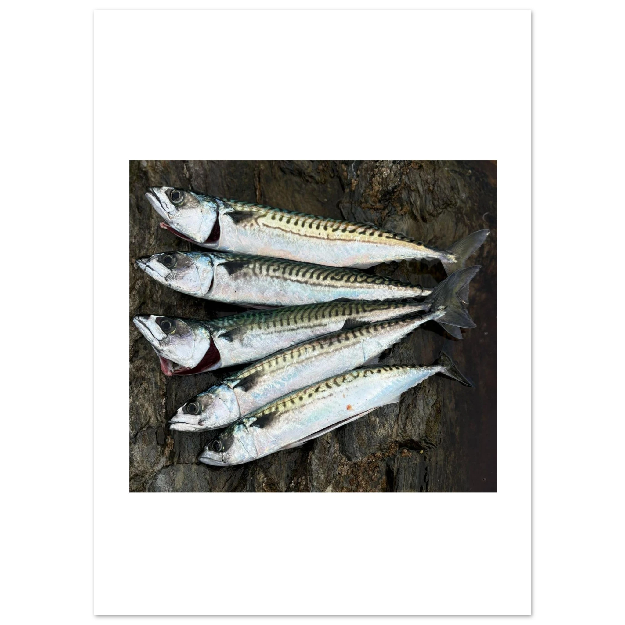 ae06d2c8-b9be-40ca-b95a-7bdff66f3864